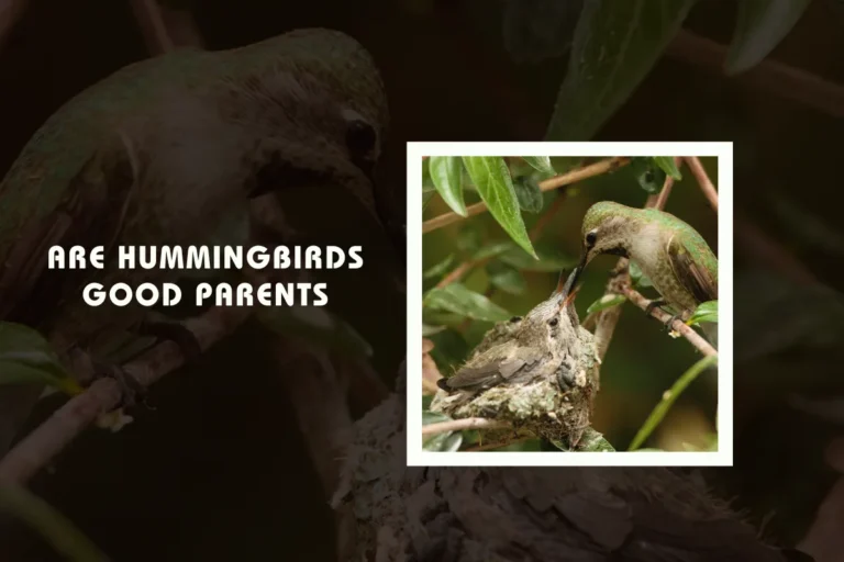 Are Hummingbirds Good Parents?