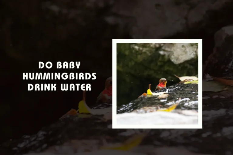 Do Baby Hummingbirds Drink Water?