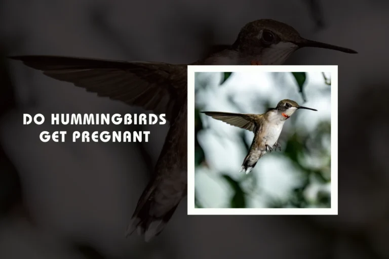 Do Hummingbirds Get Pregnant?