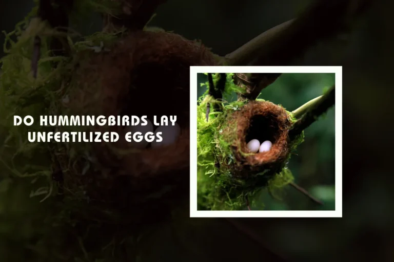 Do Hummingbirds Lay Unfertilized Eggs?