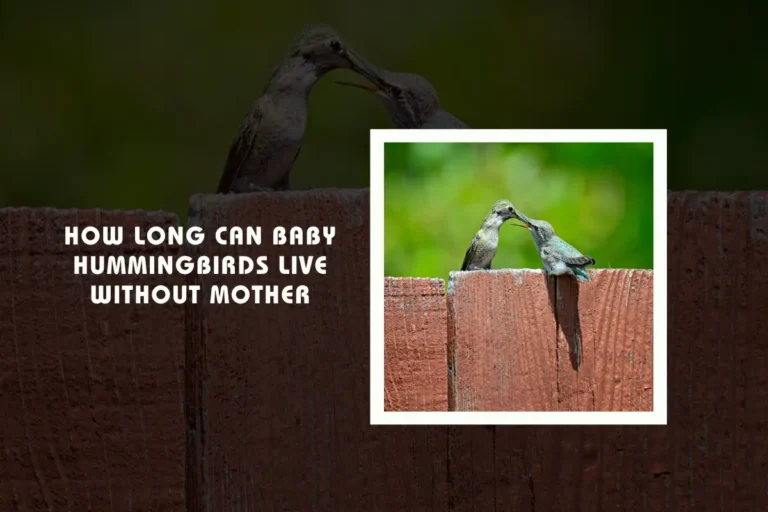 How Long Can Baby Hummingbirds Live Without Mother?