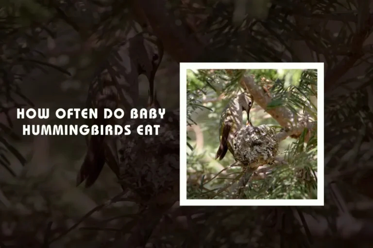 How Often Do Baby Hummingbirds Eat?