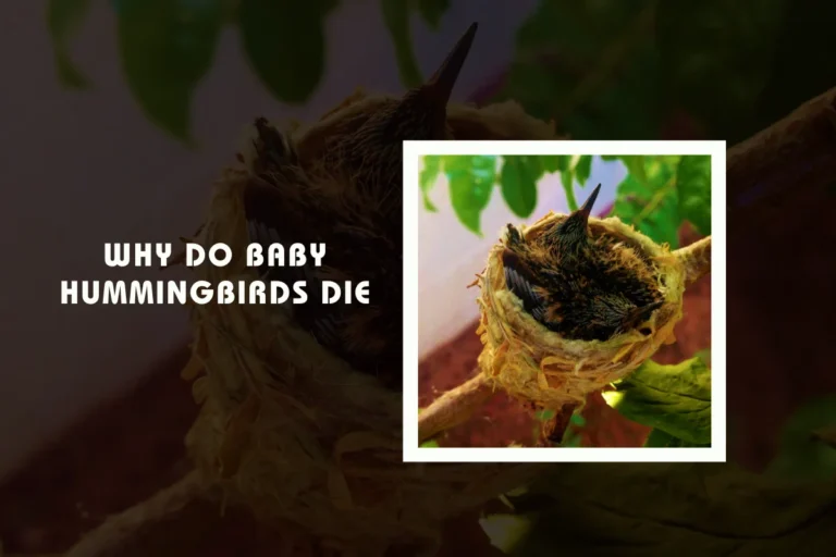 Why Do Baby Hummingbirds Die?
