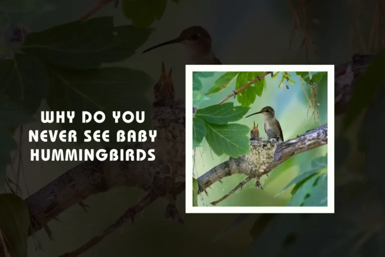 Why Do You Never See Baby Hummingbirds?